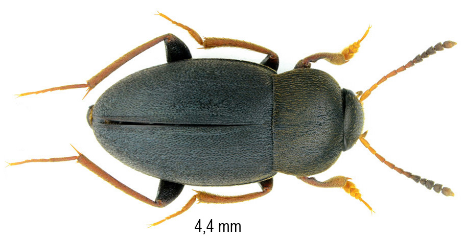 Fissocatops quadraticollis (Aubé, 1850)